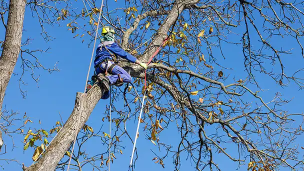 trädfällning örebro service styrkan